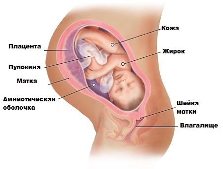 Что происходит в организме женщины на 41 неделе беременности