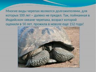 Многие виды черепах являются долгожителями, для которых 100 лет – далеко не п