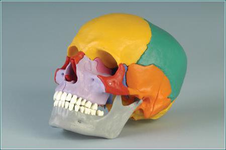 швы черепа анатомия 