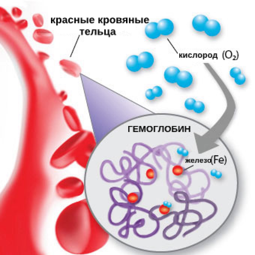 Сложное белковое соединение