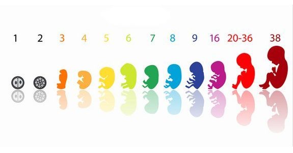 Расположение матки на 17 неделе беременности