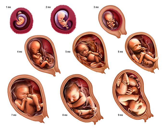 Расположение матки на 6 неделе беременности