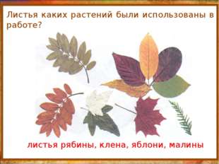http://aida.ucoz.ru Листья каких растений были использованы в работе? листья