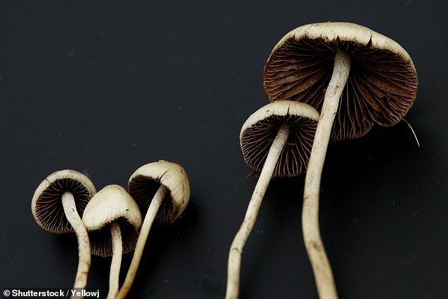 Tiny doses of magic mushrooms can improve a person
