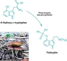 Scientists have characterized the four enzymes mushrooms use to make psilocybin