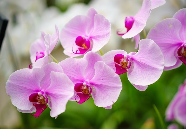 цветок имени дорофей - орхидея