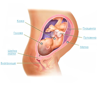 Правильное положение ребенка на 36 неделе