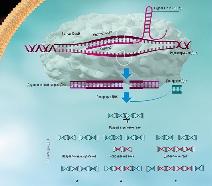Система CRISPR-Cas, используемая для редактирования генома, включает в себя гидовую РНК (гРНК) и белок Cas9. С помощью белка Cas9 гРНК присоединяется к протоспейсеру – участку вирусной ДНК, соответствующему спейсеру гРНК (либо, в случае искусственной системы, участку целевого гена эукариотической клетки). После узнавания белок Cas9 разрезает цепь ДНК в одном строго определенном месте. Репарация ДНК в месте разреза может происходить по пути негомологичного соединения концов, в результате чего с большой частотой возникают мутации (а). Если же в клетку доставить искусственно синтезированную донорcкую молекулу, которая соответствует участку разрыва, то таким образом можно произвести либо замену участка гена (б), либо направленную встройку трансгена (в). Таким образом, с помощью системы CRISPR-Cas можно исправлять генетические нарушения или вносить желаемые изменения