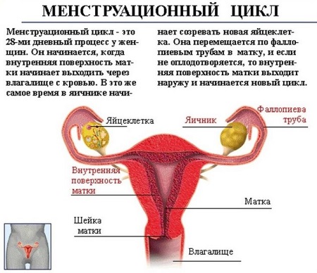 Менструальный цикл. Внутренние органы женщины