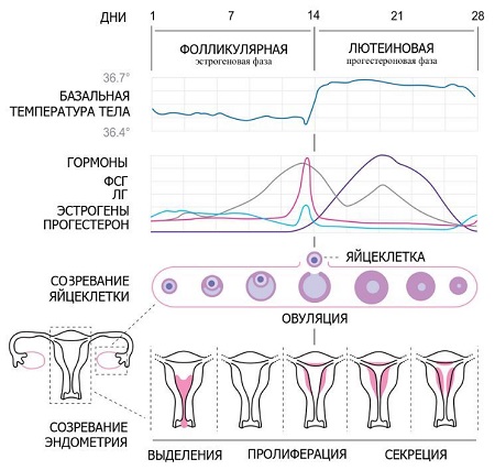 График фаз менструального цикла