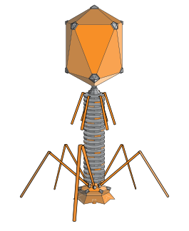 PhageExterior.svg