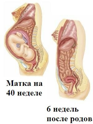 Органы женщины после родов