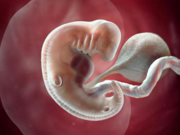 размер эмбриона в 7 недель
