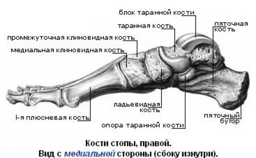 Кости человека функции. Функции скелета 03